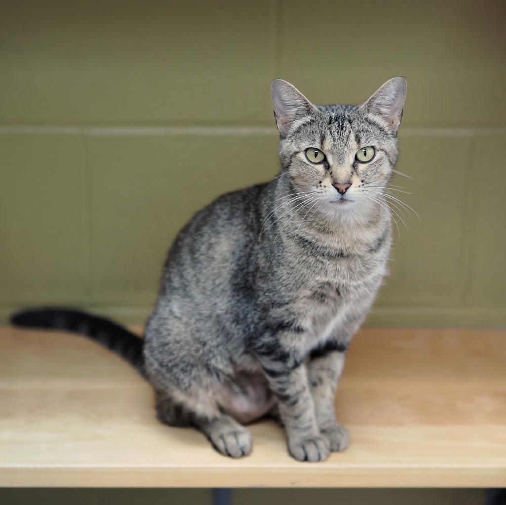 Dr. Bones, a Adoptable mixed breed in Cincinnati, OH image 5/5