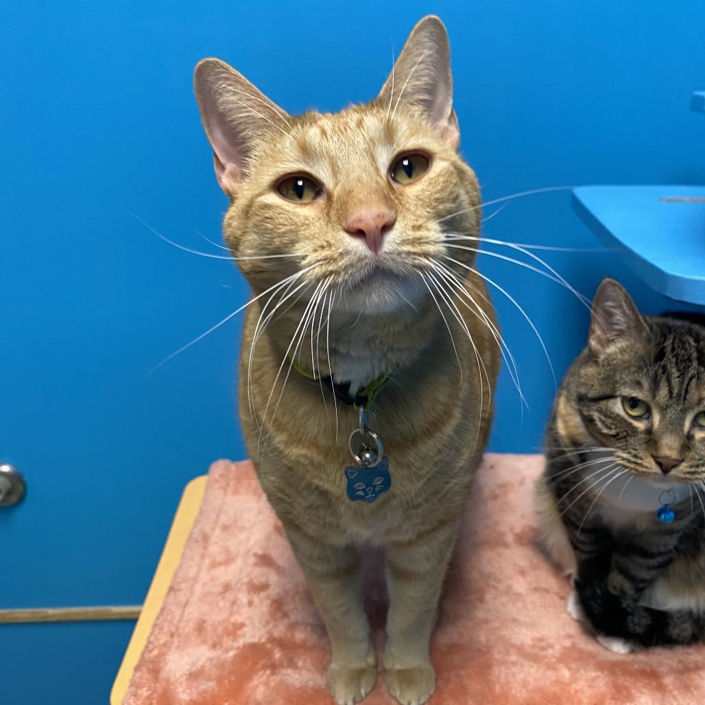 Salmon, Adoptable, Adult Male Domestic Medium Hair.