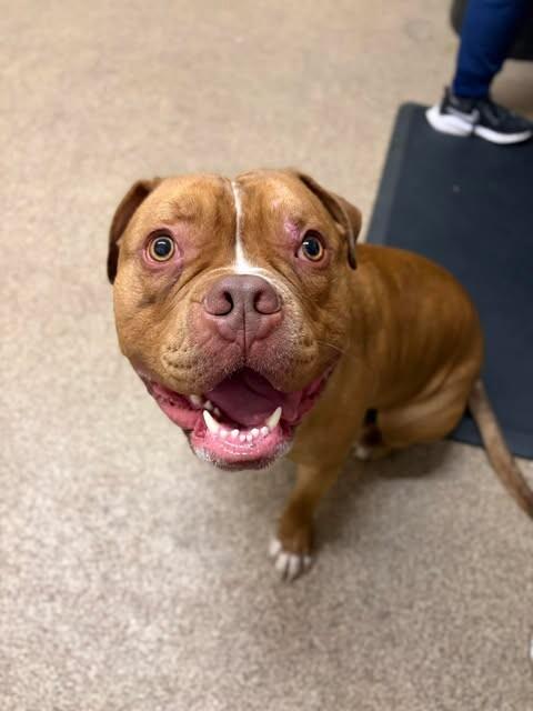 Kane Nui, a Adoptable Pit Bull Terrier in Fruit Heights, UT image 2/2