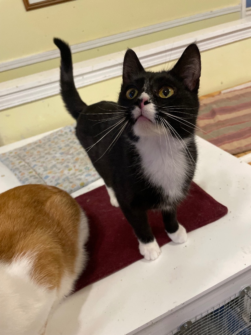 Katie, Young Female American Shorthair