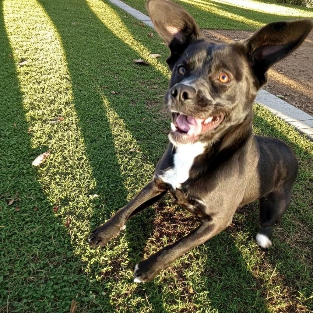 Rebel, Adoptable, Adult Male Mixed Breed.