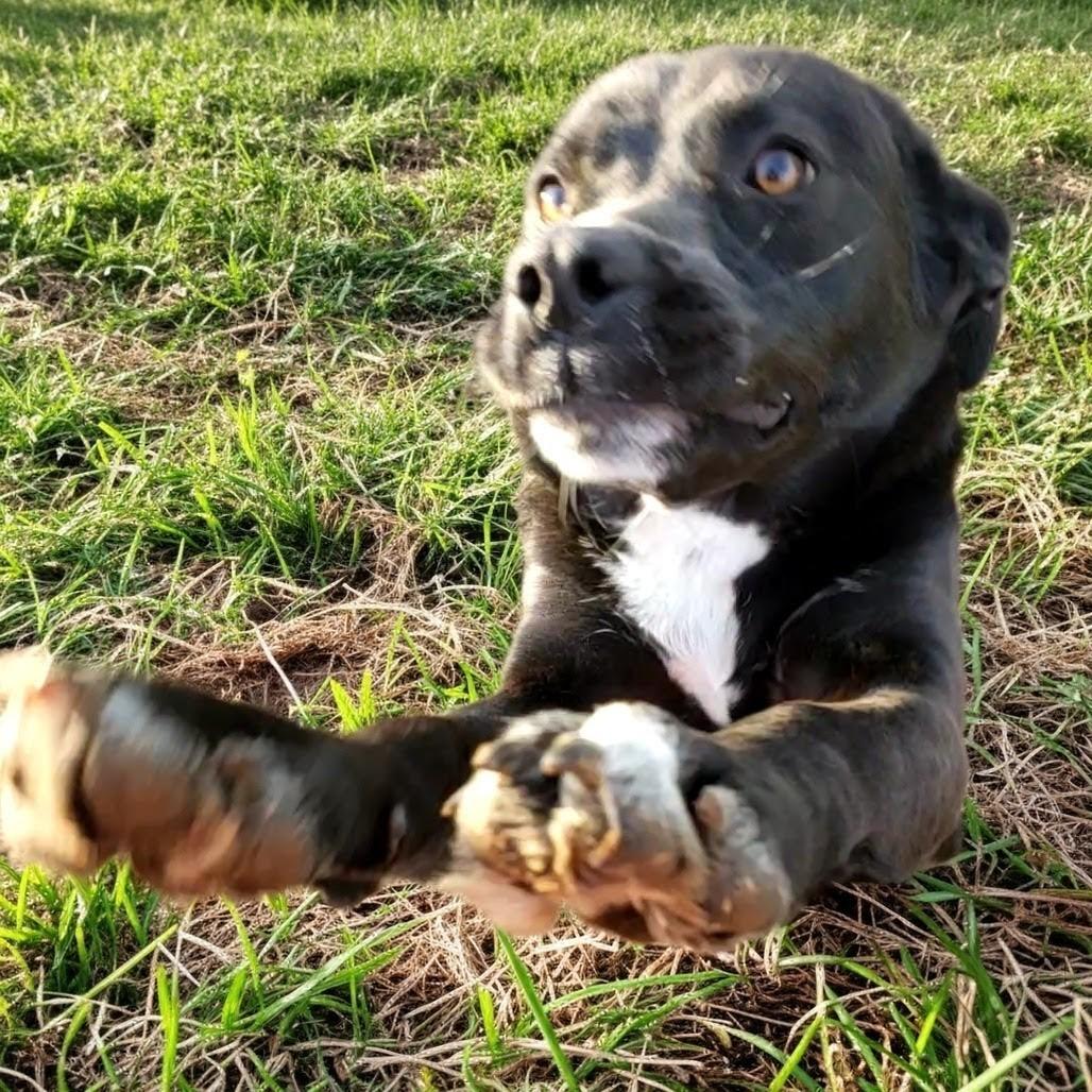 Enlarge Rebel, a Adoptable Mixed Breed in Danville, KY image 2/4