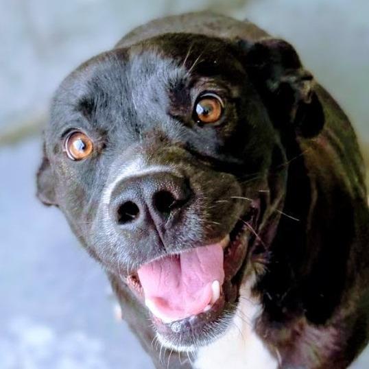 Enlarge Rebel, a Adoptable Mixed Breed in Danville, KY image 3/4