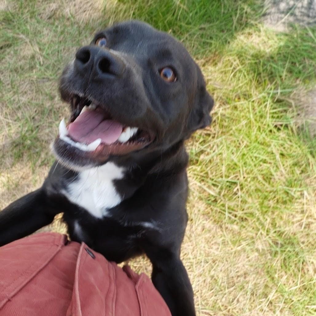 Enlarge Rebel, a Adoptable Mixed Breed in Danville, KY image 4/4