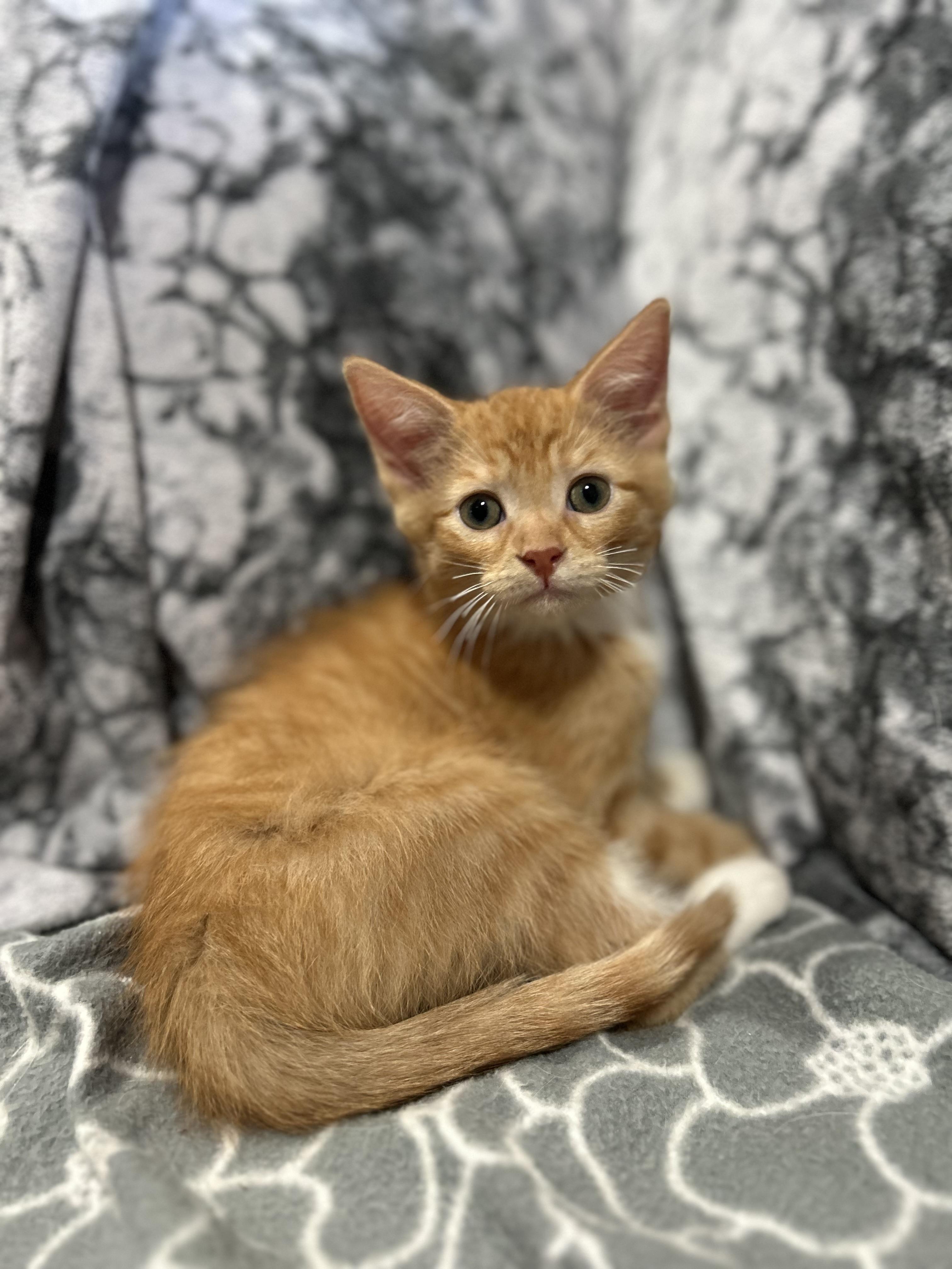 Socks, Baby Male Domestic Short Hair
