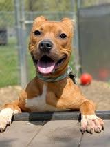 Enlarge Dexter, a Adoptable Pit Bull Terrier in Crete, IL image 2/3