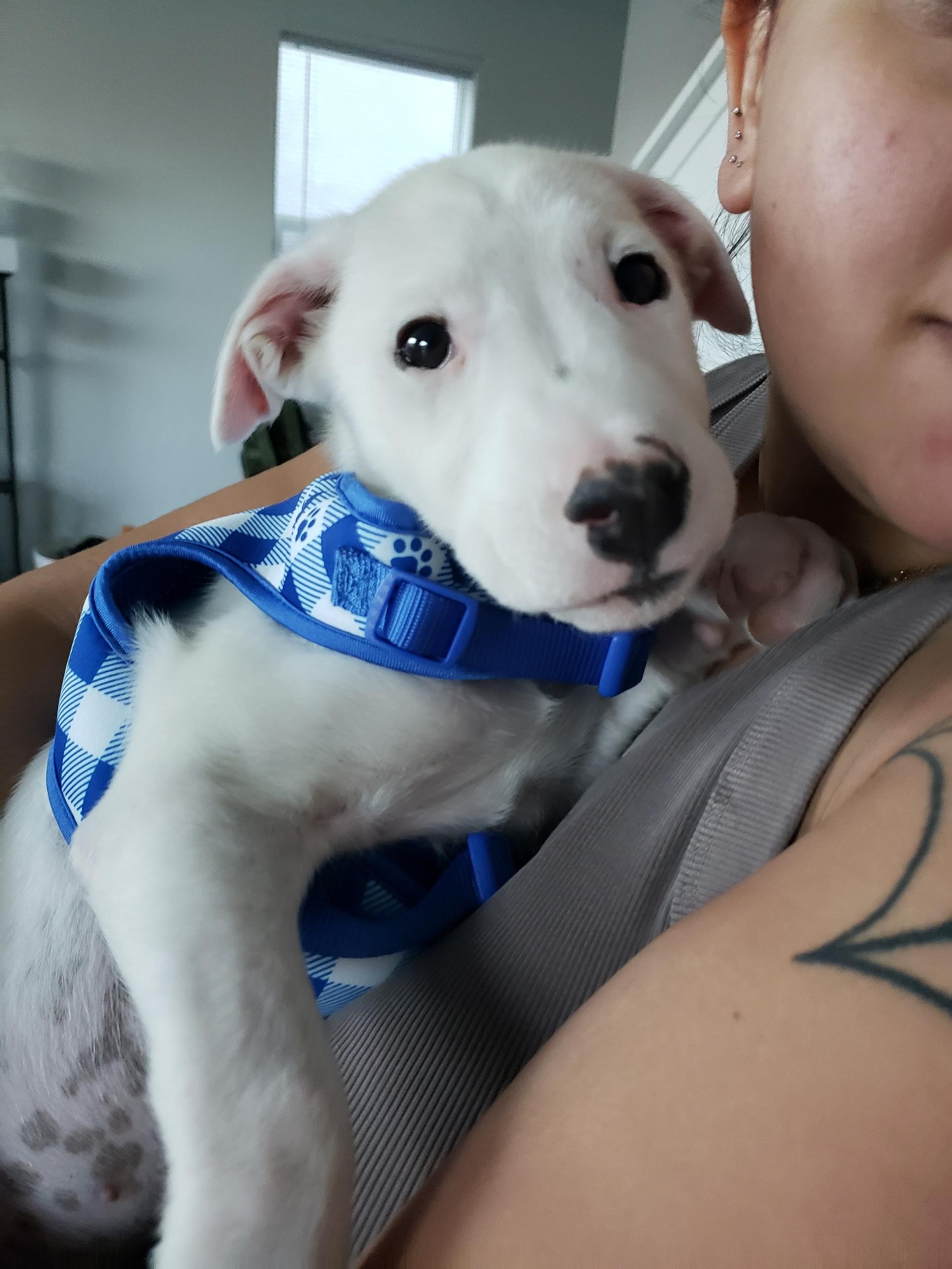 Enlarge Elote, an adopted mixed breed in Fresno, CA image 1/1