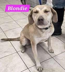 Enlarge Blondie, a ADOPTABLE mixed breed in Sudbury, MA image 1/1