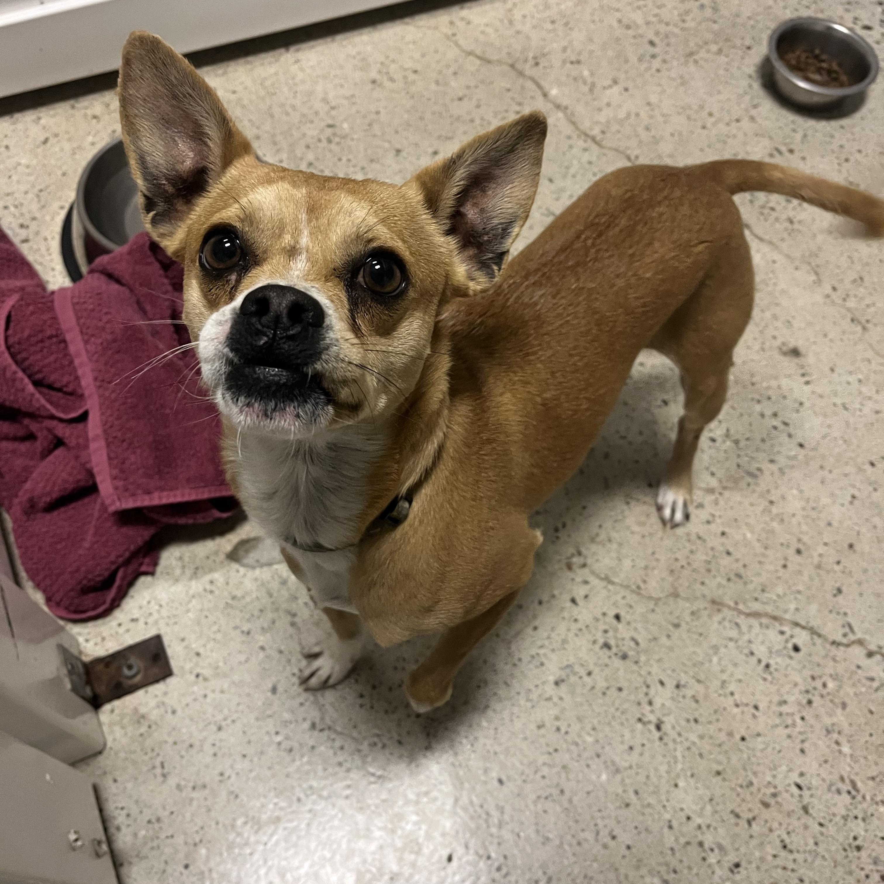 Enlarge Matty LaBlanc, a ADOPTABLE mixed breed in Thousand Oaks, CA image 2/2