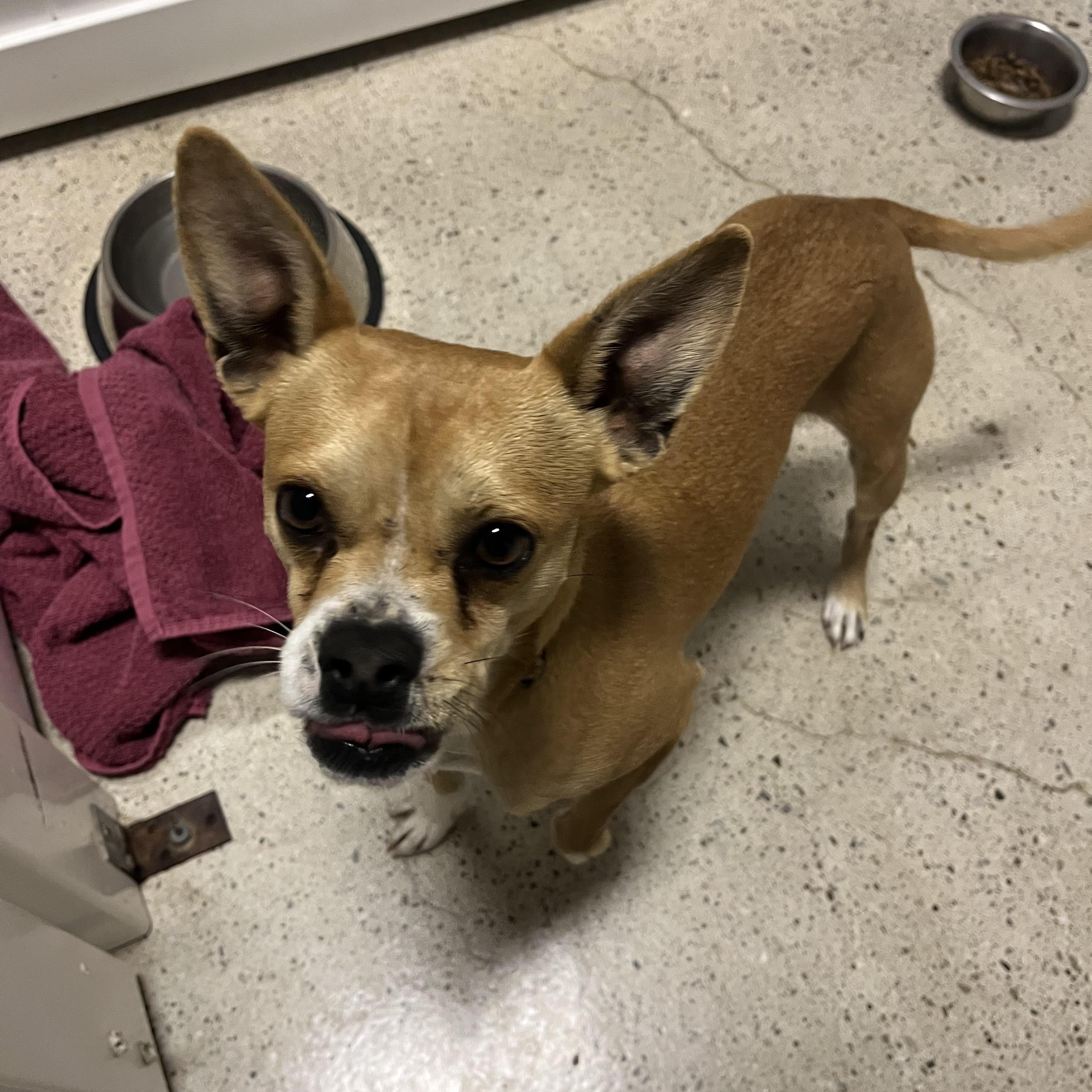 Enlarge Matty LaBlanc, a ADOPTABLE mixed breed in Thousand Oaks, CA image 1/2