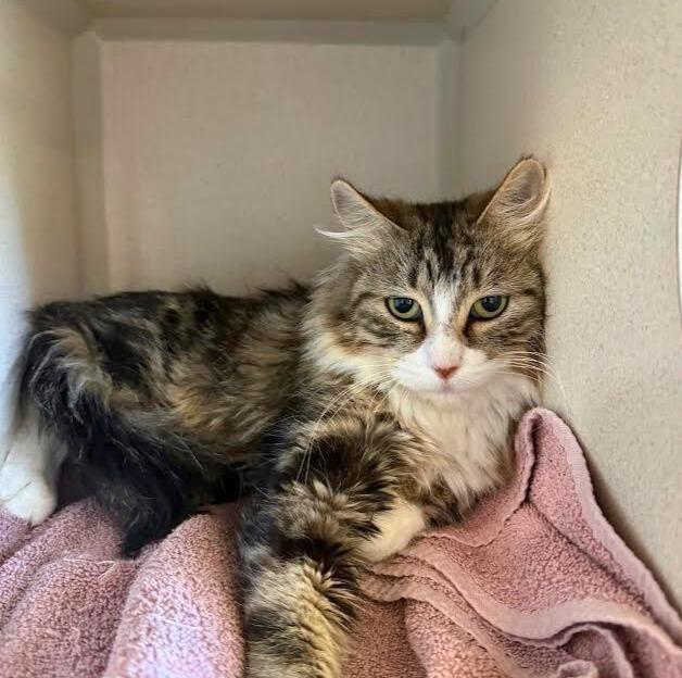 Cleo, a Adoptable Domestic Medium Hair in Ridgway, CO image 1/2