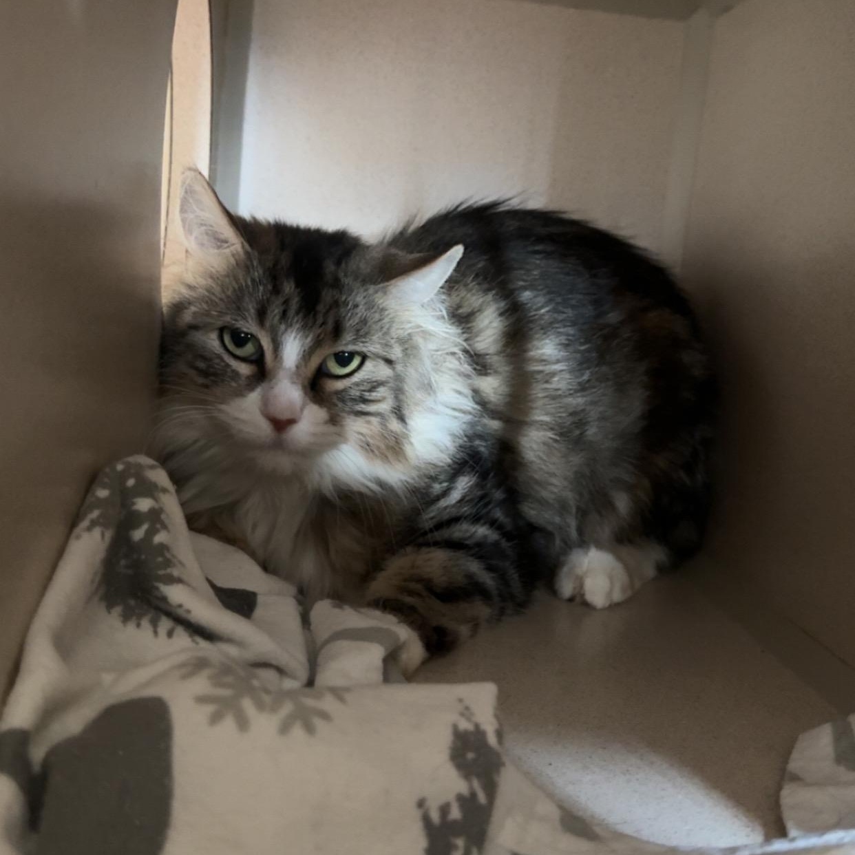 Cleo, a Adoptable Domestic Medium Hair in Ridgway, CO image 2/2