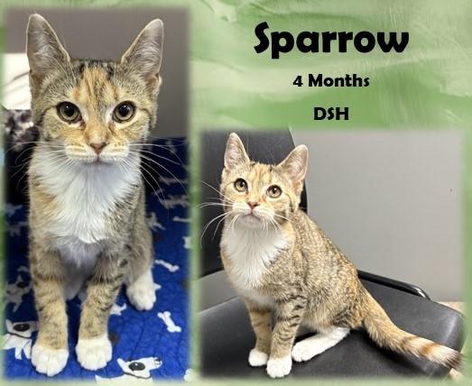 Sparrow, adopted, Young Female Domestic Short Hair.