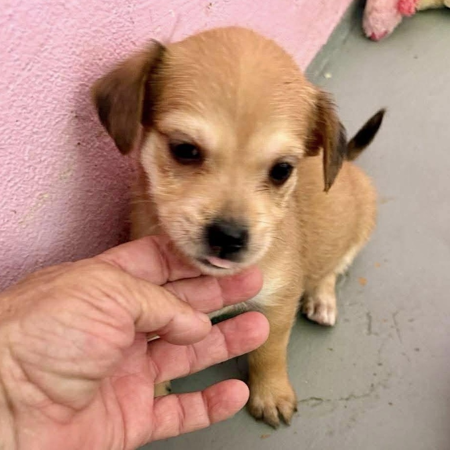 Lo, ADOPTABLE, Puppy Female Maltese & Chihuahua.