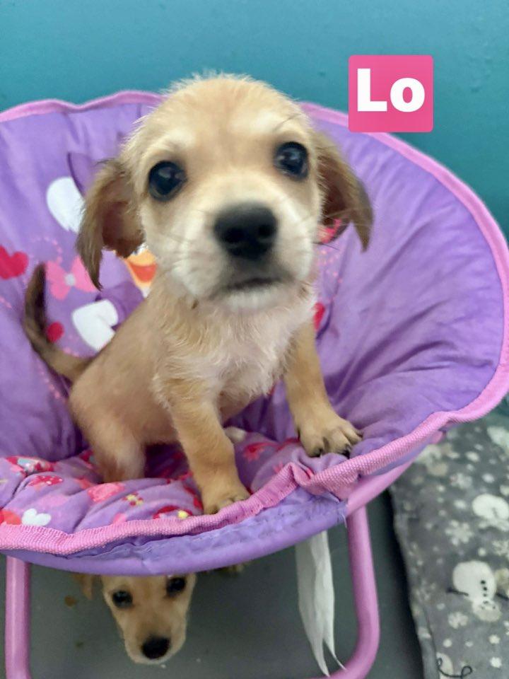 Enlarge Lo, a ADOPTABLE mixed breed in Nanuet, NY image 3/6