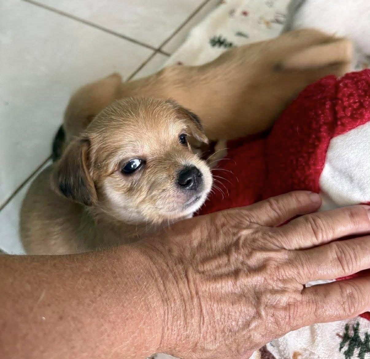 Enlarge Lo, a ADOPTABLE mixed breed in Nanuet, NY image 4/6