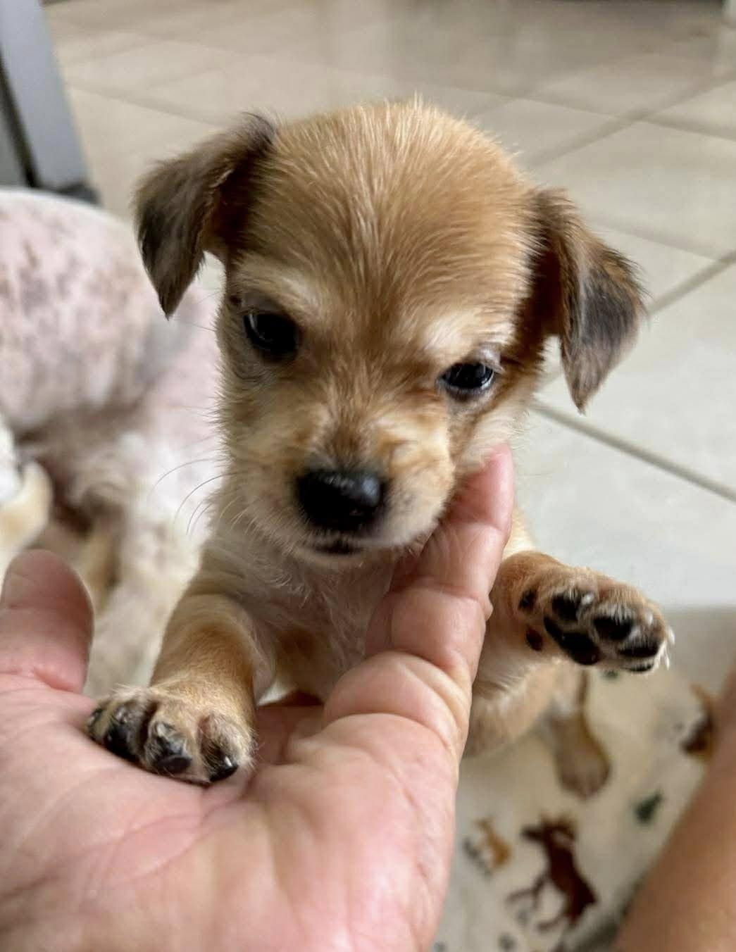 Enlarge Lo, a ADOPTABLE mixed breed in Nanuet, NY image 5/6