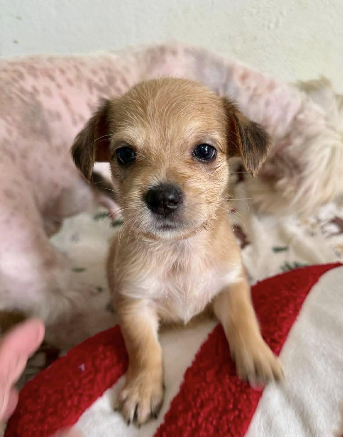 Enlarge Lo, a ADOPTABLE mixed breed in Nanuet, NY image 6/6