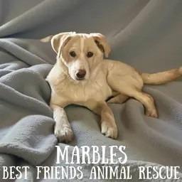 Enlarge Marbles, a Adoptable mixed breed in Wasilla, AK image 2/3
