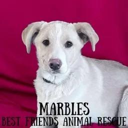 Enlarge Marbles, a Adoptable mixed breed in Wasilla, AK image 3/3