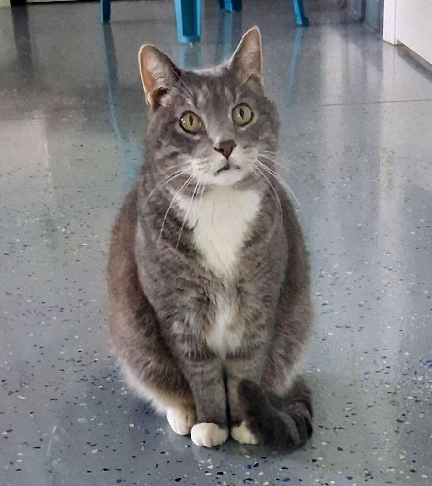 Wilsam, Adoptable, Senior Male Domestic Short Hair.