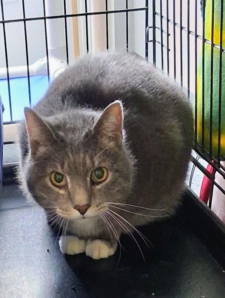Wilsam, a Adoptable Domestic Short Hair in Sparta, WI image 2/3