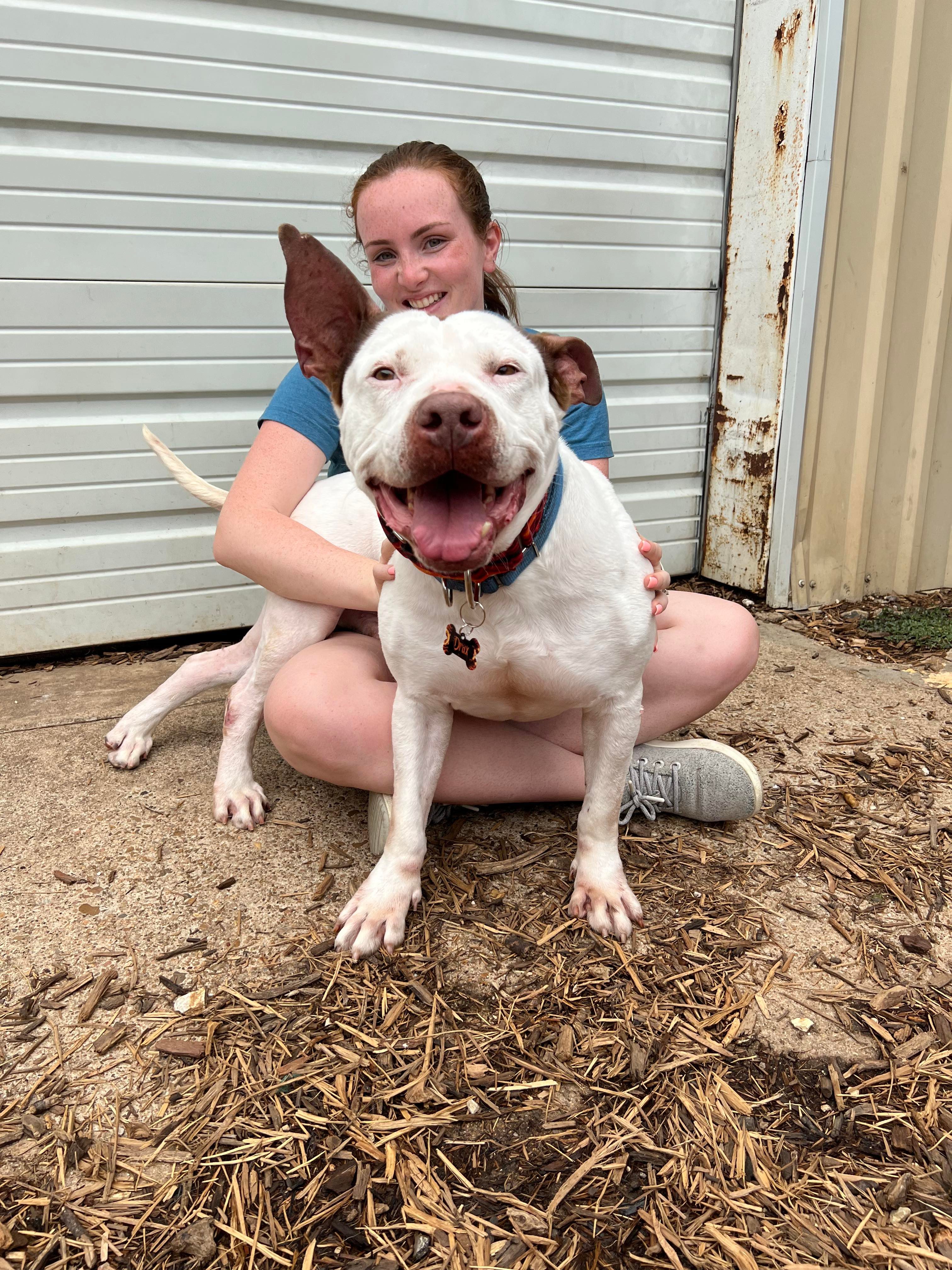 Enlarge Drax, a Adoptable mixed breed in Albany, NY image 7/7