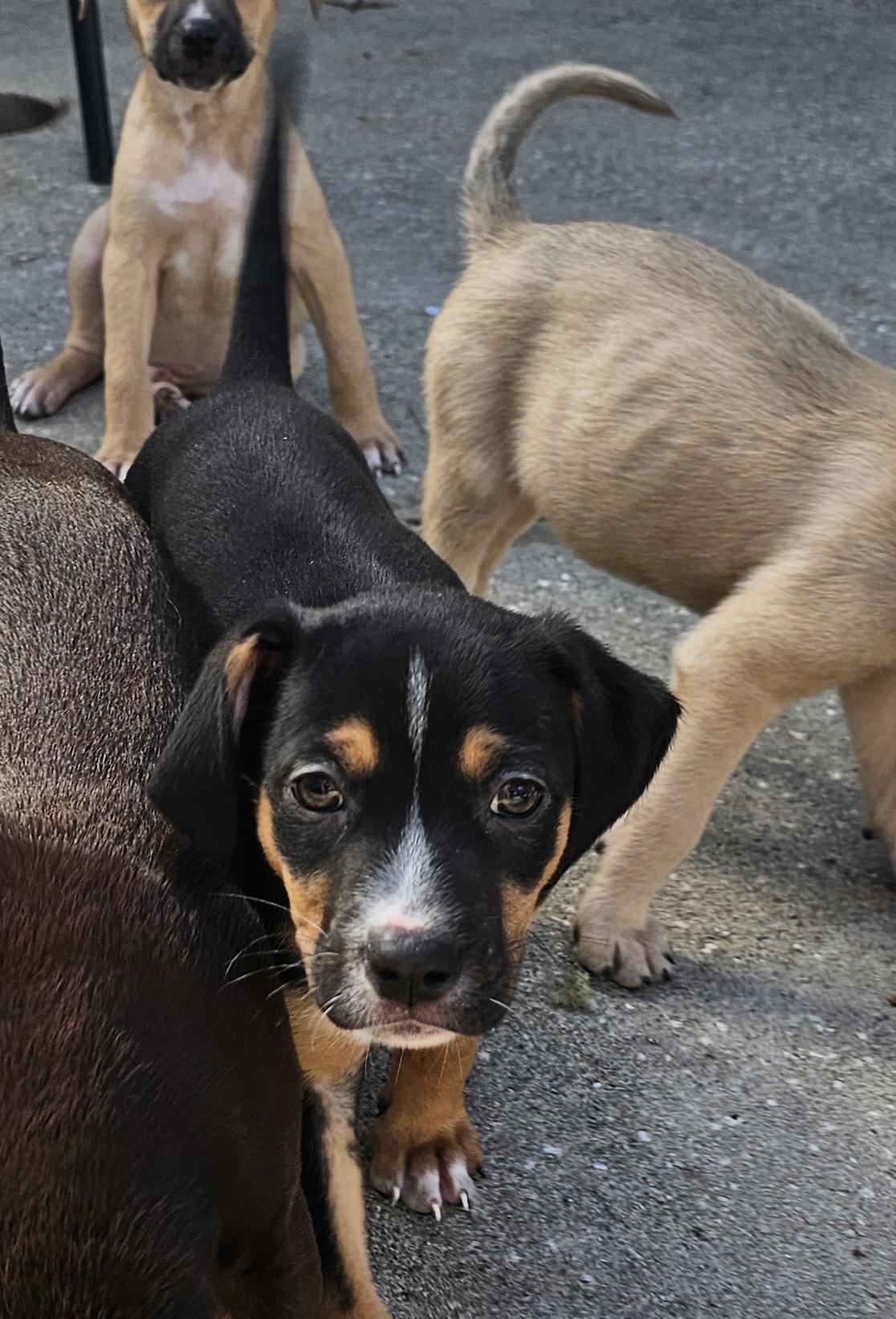Enlarge Kristy , a ADOPTABLE mixed breed in Weeki Wachee, FL image 6/6
