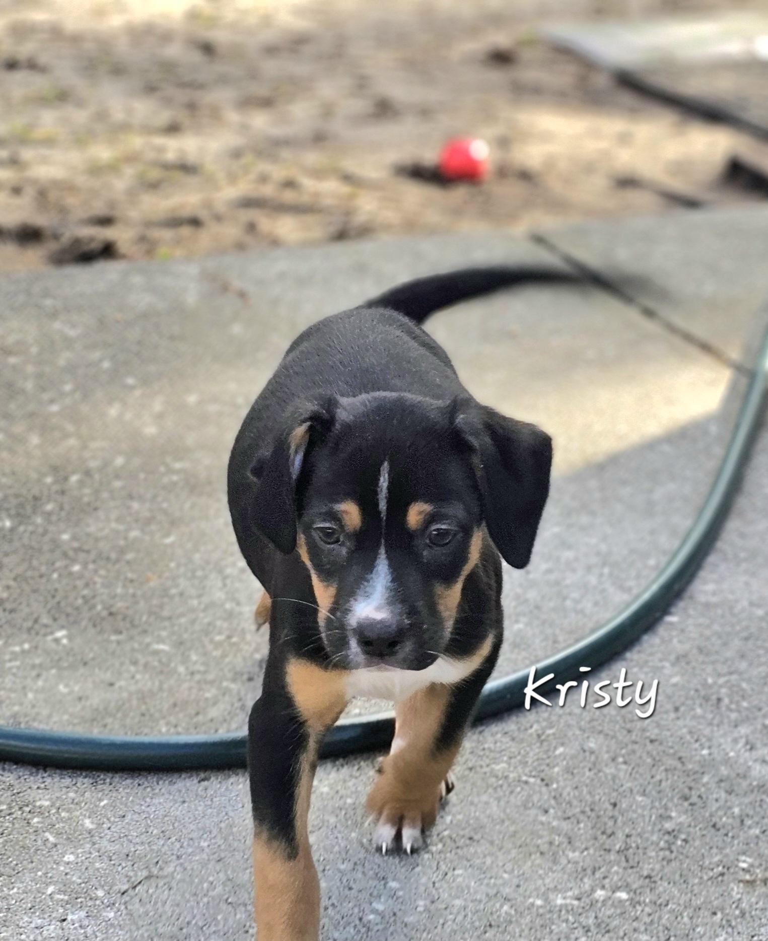 Enlarge Kristy , a ADOPTABLE mixed breed in Weeki Wachee, FL image 3/6