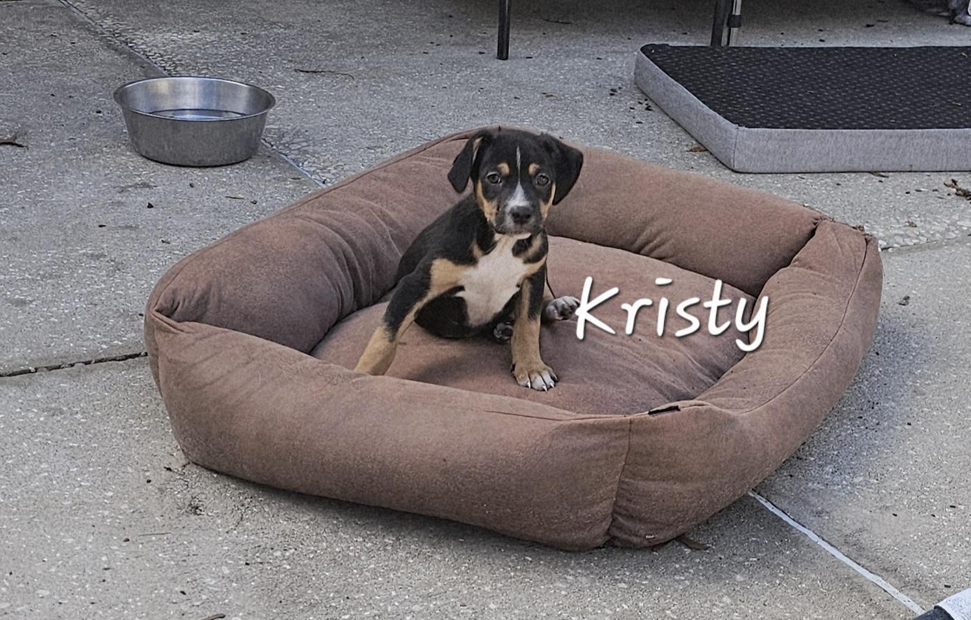 Kristy , ADOPTABLE, Puppy Female German Shepherd Dog & Black Labrador Retriever.