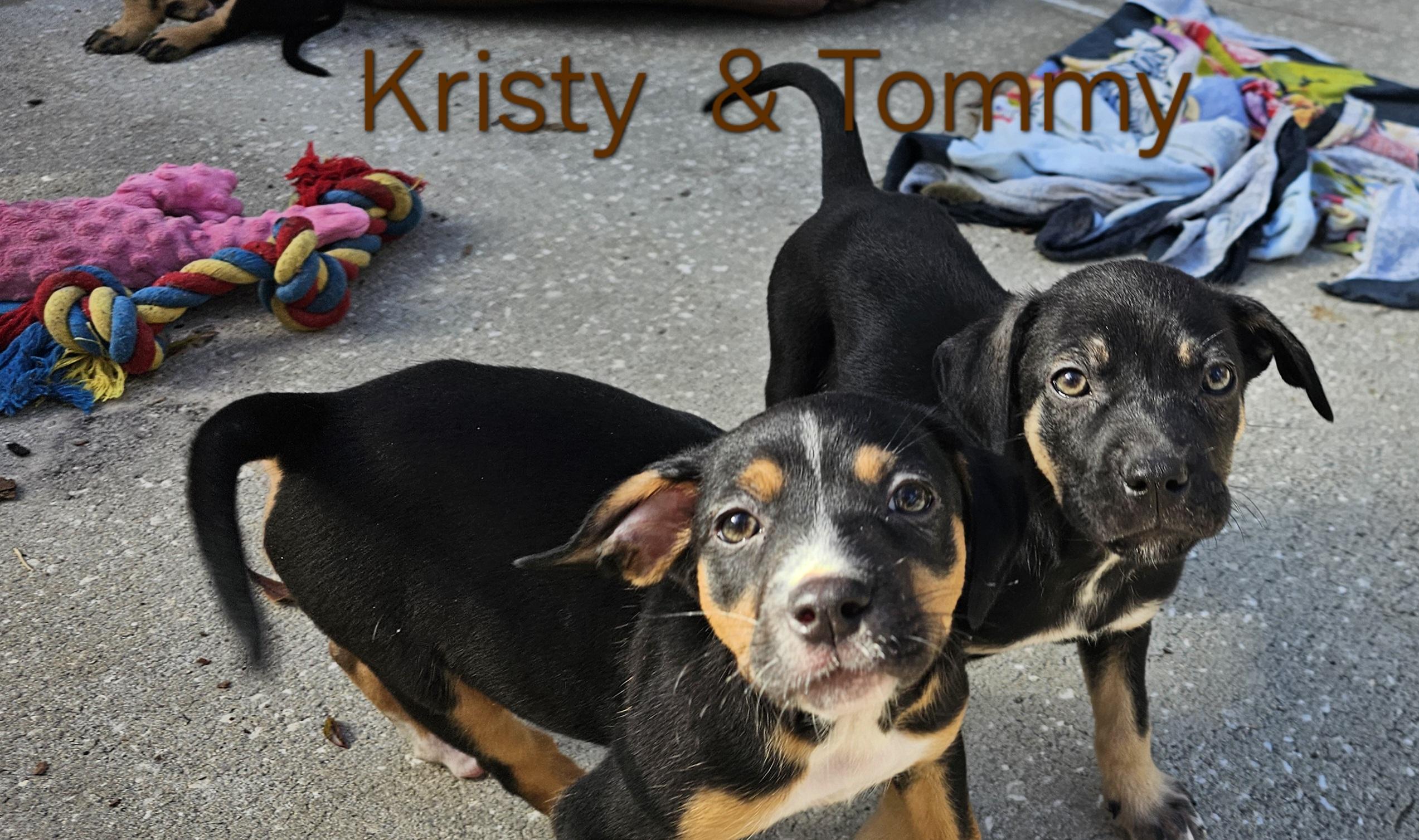Enlarge Kristy , a ADOPTABLE mixed breed in Weeki Wachee, FL image 2/6