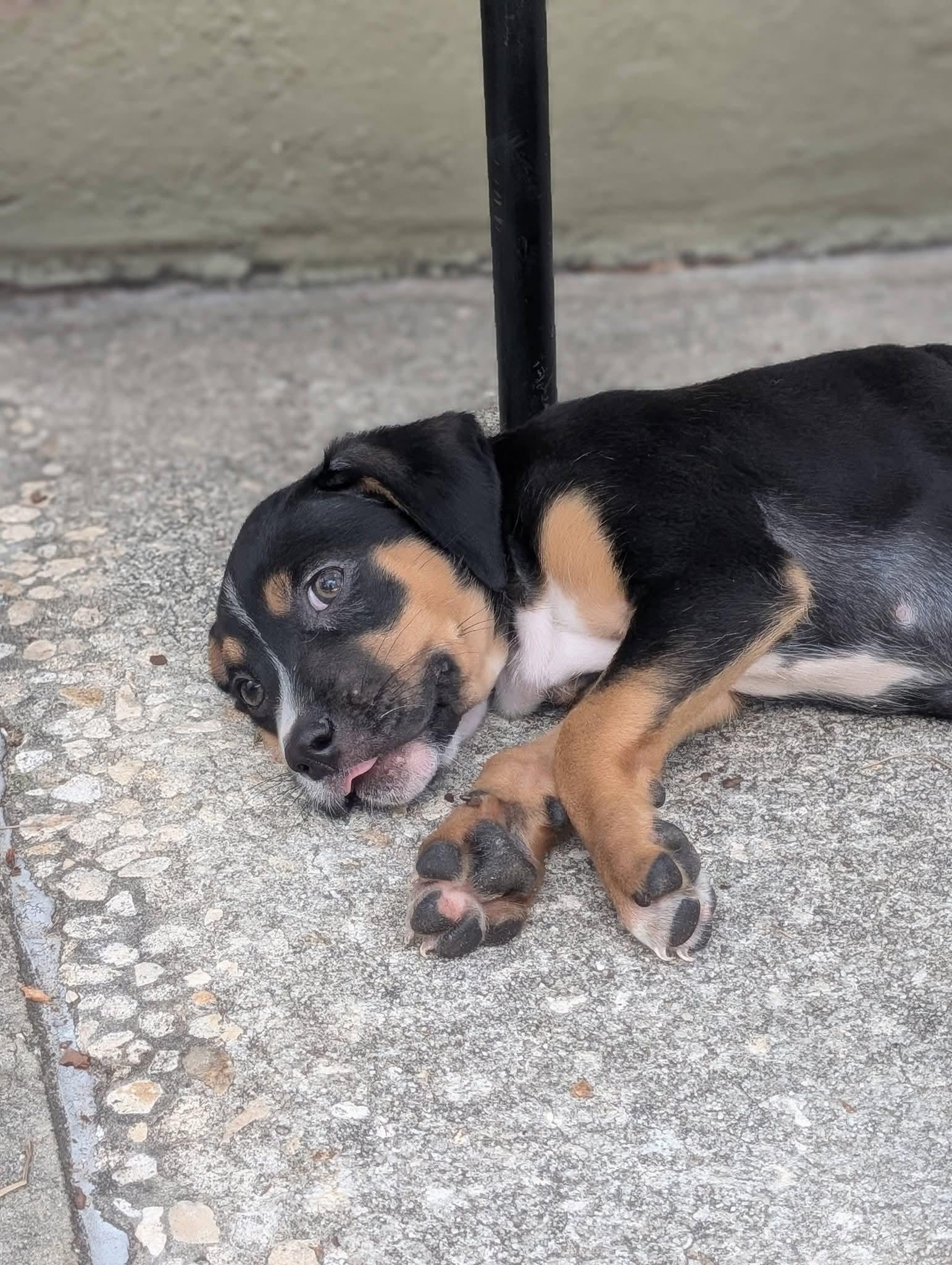 Enlarge Kristy , a ADOPTABLE mixed breed in Weeki Wachee, FL image 5/6