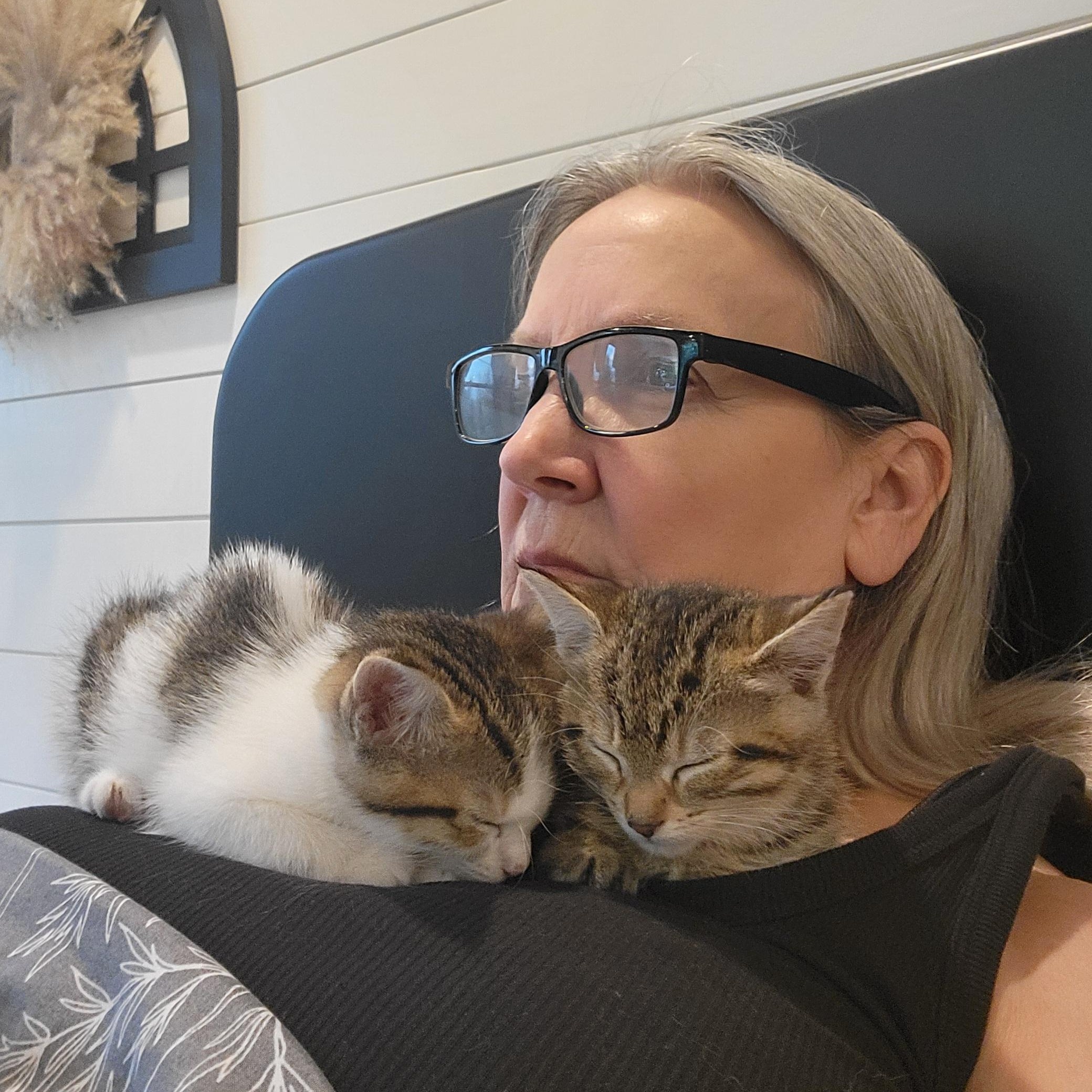 Enlarge Squirrel , an adoptable Domestic Short Hair in Wyandotte, MI image 5/6