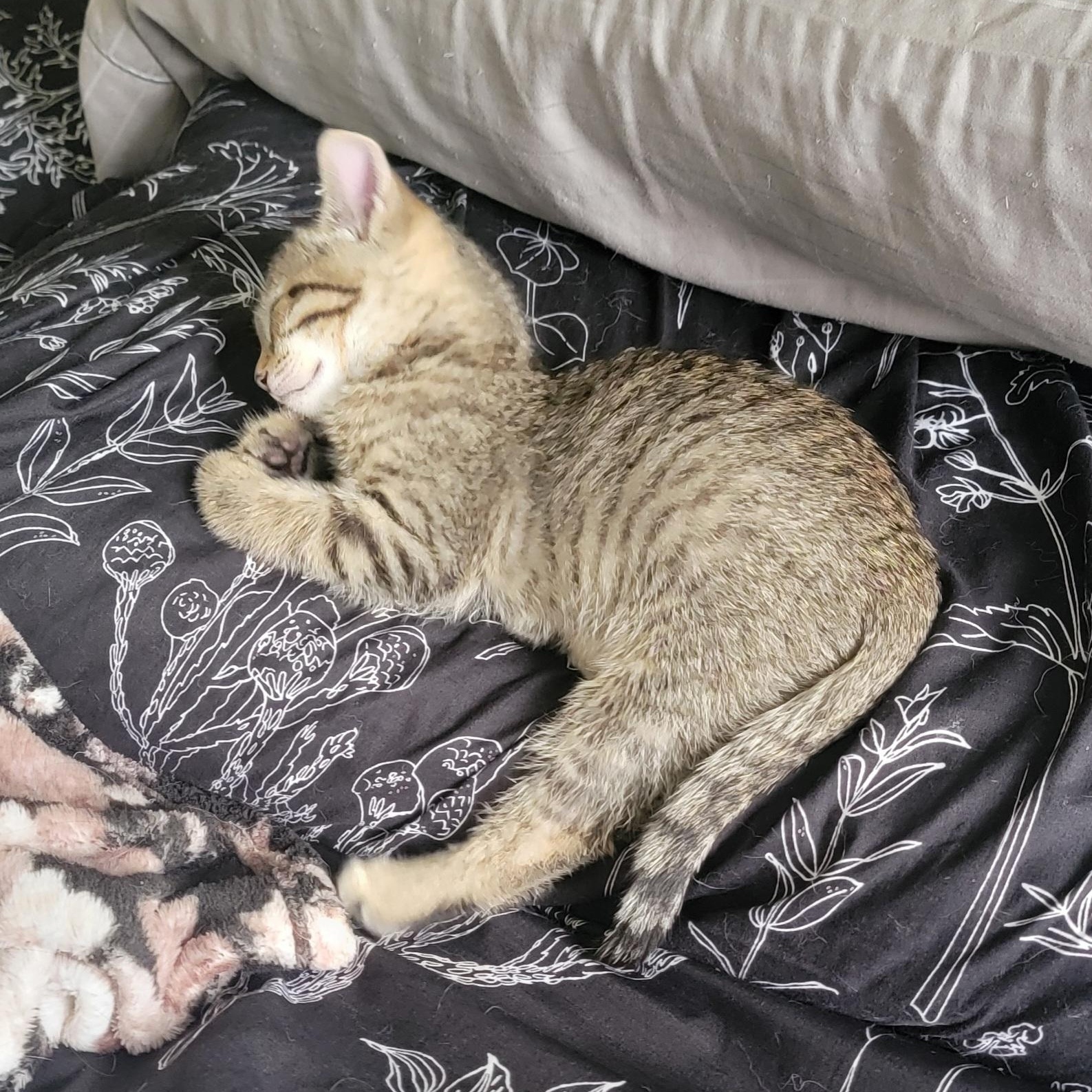 Enlarge Squirrel , an adoptable Domestic Short Hair in Wyandotte, MI image 4/6