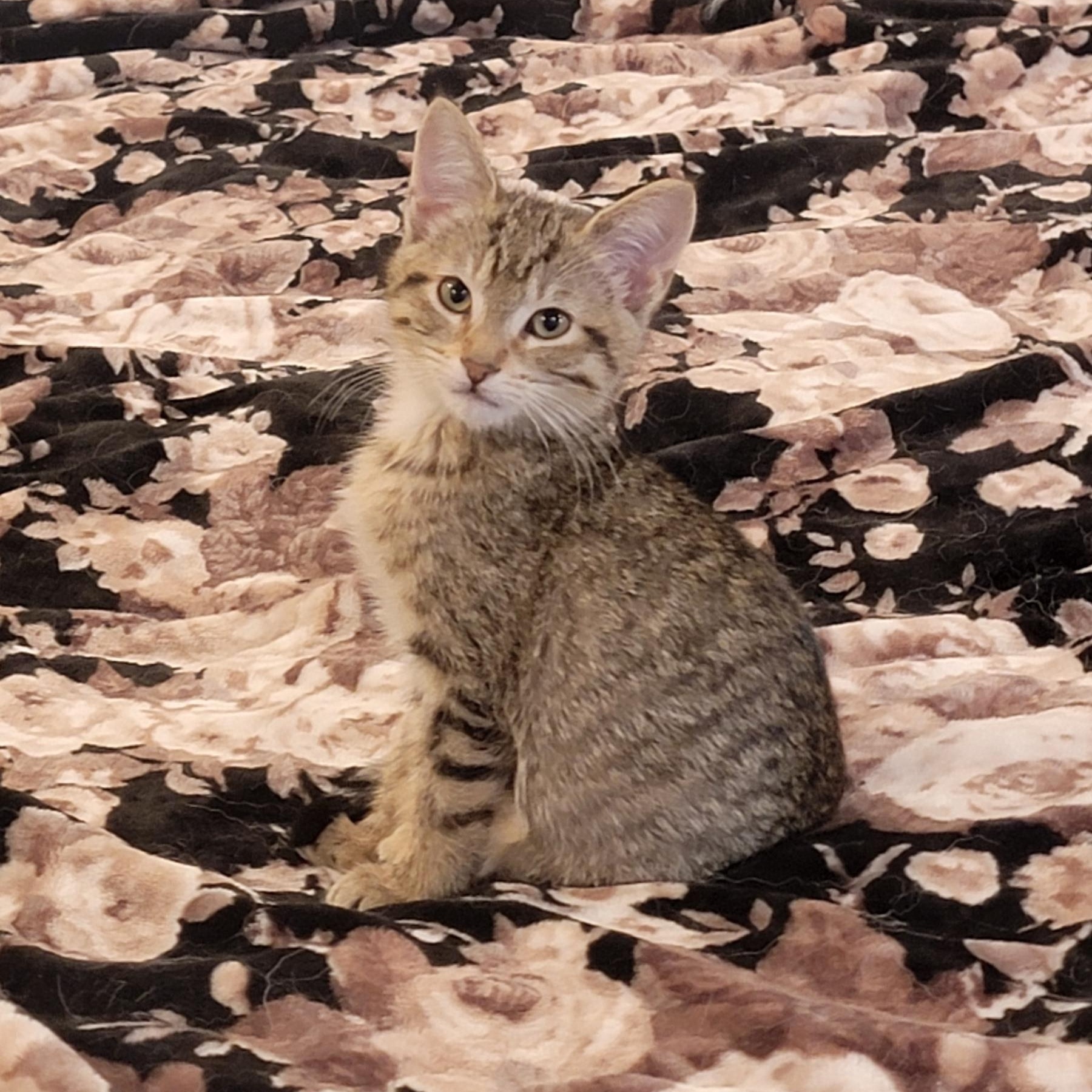 Enlarge Squirrel , an adoptable Domestic Short Hair in Wyandotte, MI image 1/6