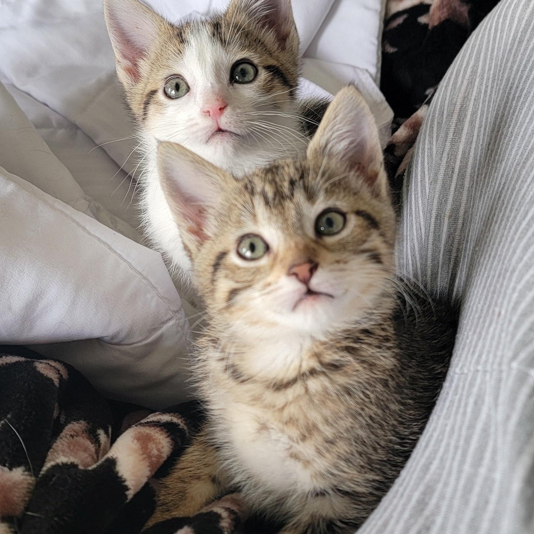 Enlarge Squirrel , an adoptable Domestic Short Hair in Wyandotte, MI image 3/6