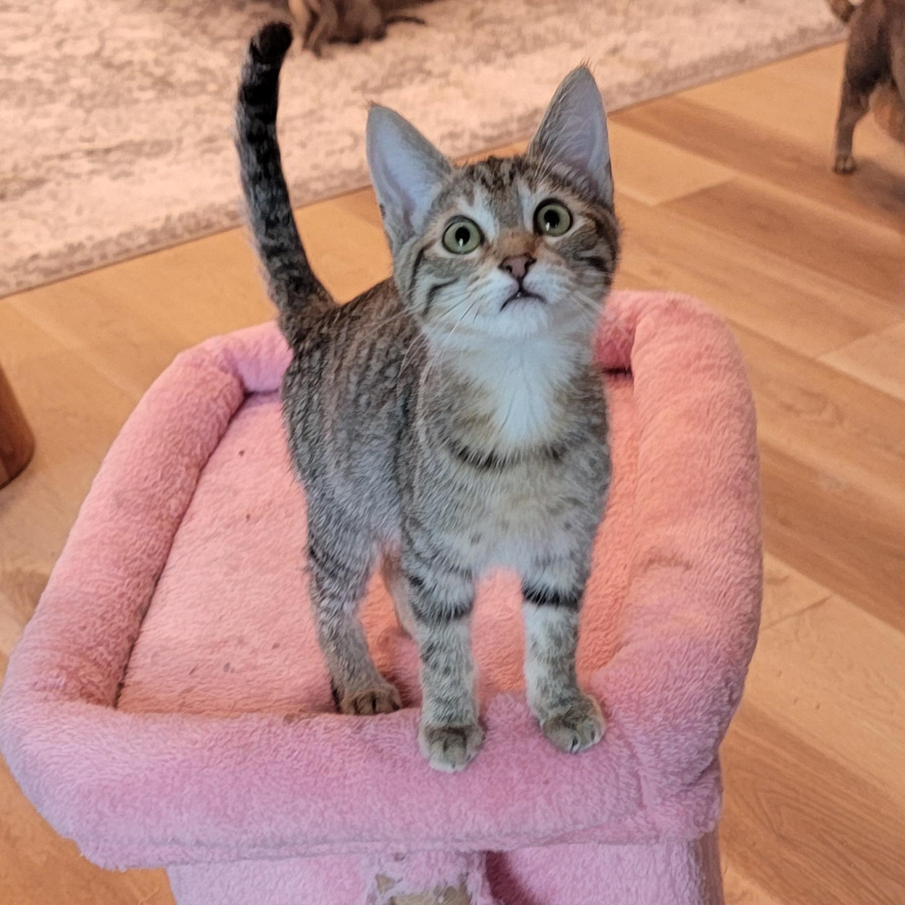 Squirrel adopted 6 3 26 with Gumdrop, her dister., an adoptable Domestic Short Hair in Wyandotte, MI image 4/6