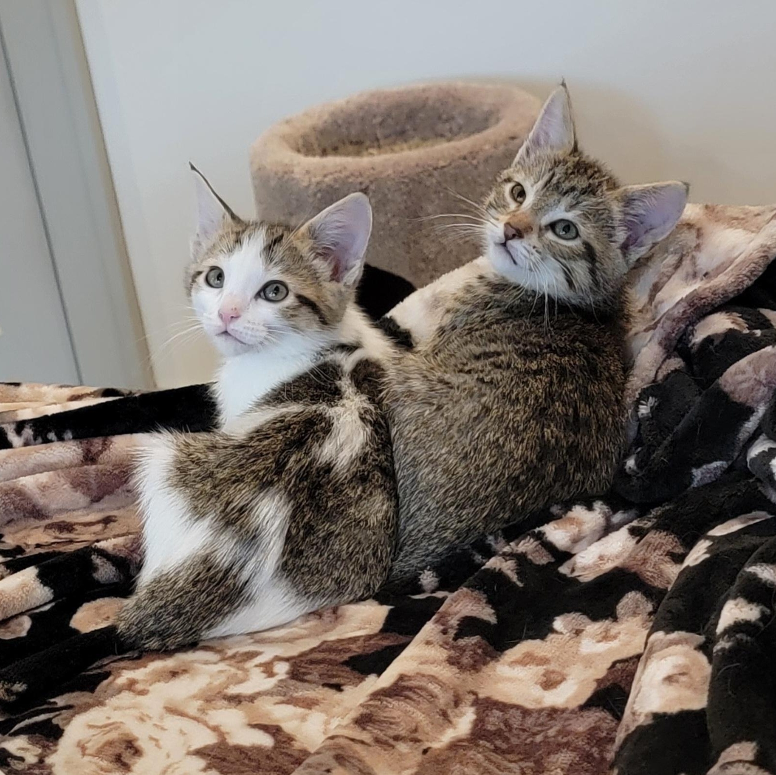 Enlarge Squirrel , an adoptable Domestic Short Hair in Wyandotte, MI image 2/6