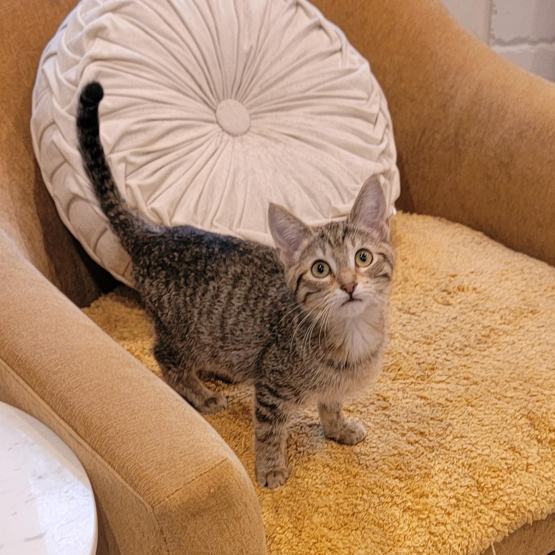 Squirrel adopted 6 3 26 with Gumdrop, her dister., an adoptable Domestic Short Hair in Wyandotte, MI image 5/6
