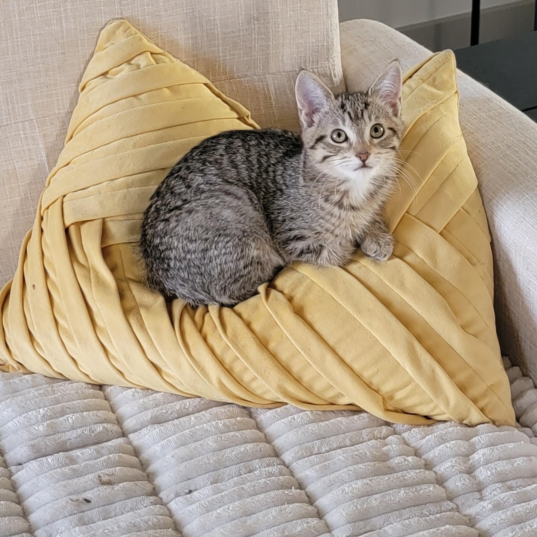 Squirrel adopted 6 3 26 with Gumdrop, her dister., adoptable, Kitten Female Domestic Short Hair.