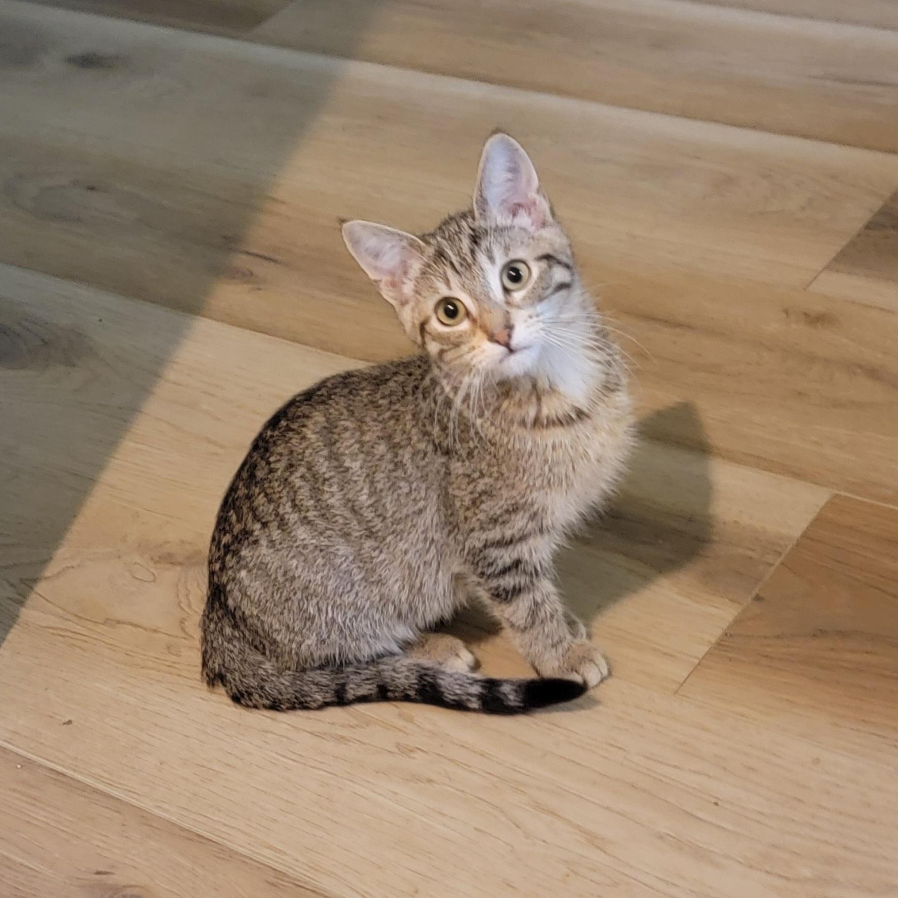Squirrel adopted 6 3 26 with Gumdrop, her dister., an adoptable Domestic Short Hair in Wyandotte, MI image 2/6