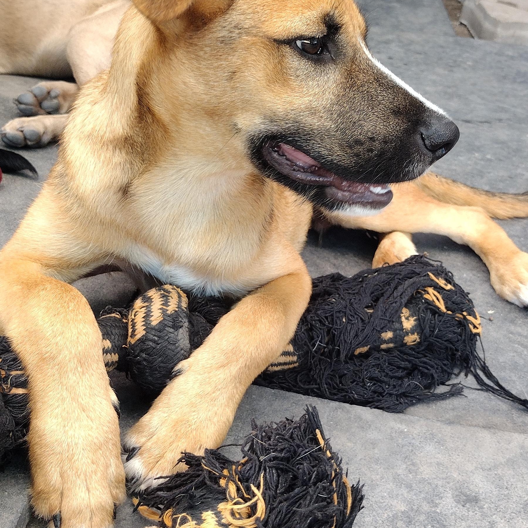 Enlarge Striker, a Adoptable mixed breed in Pittsburgh, PA image 5/6