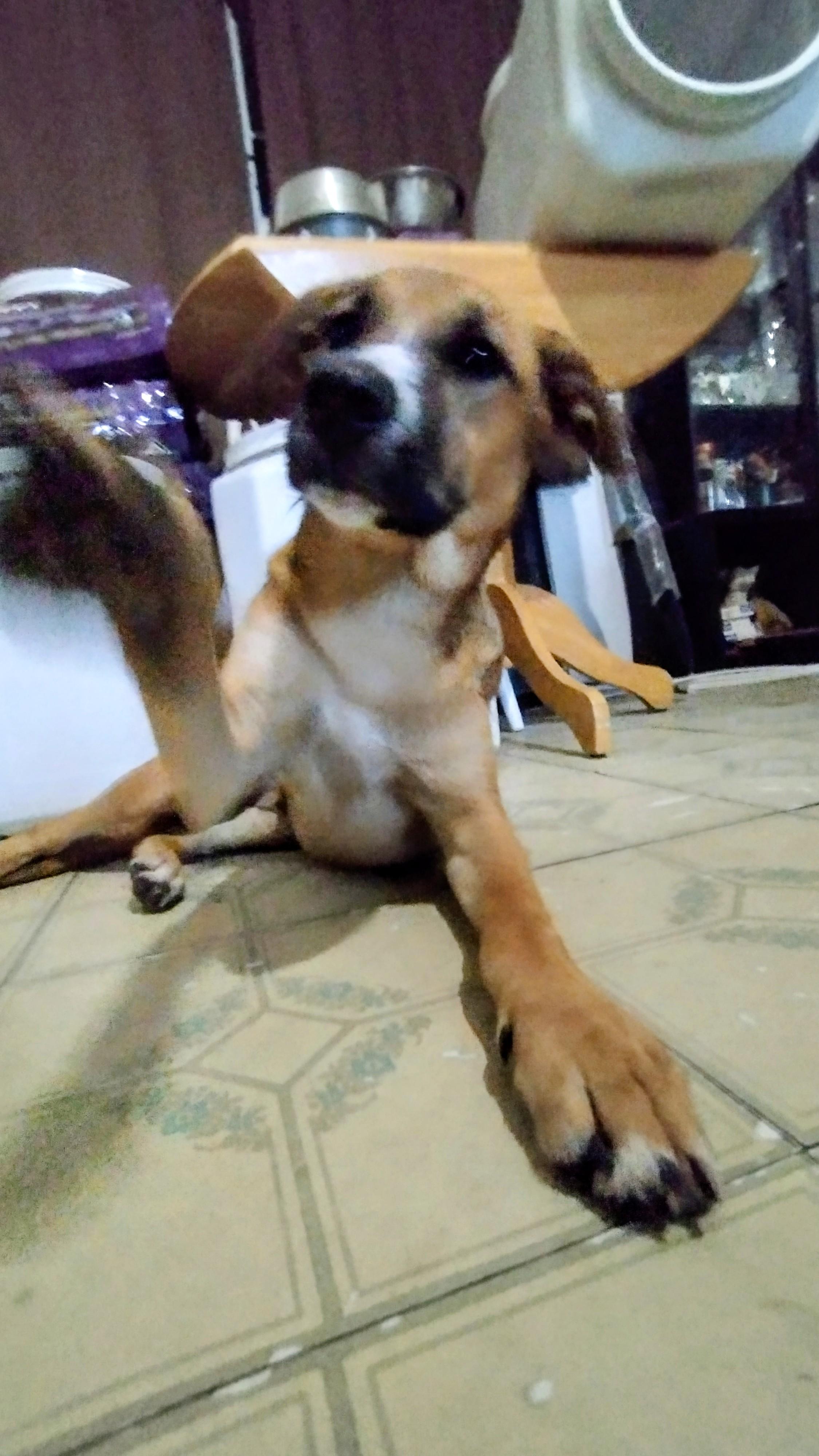 Striker, Adoptable, Puppy Male Black Mouth Cur & Beagle.