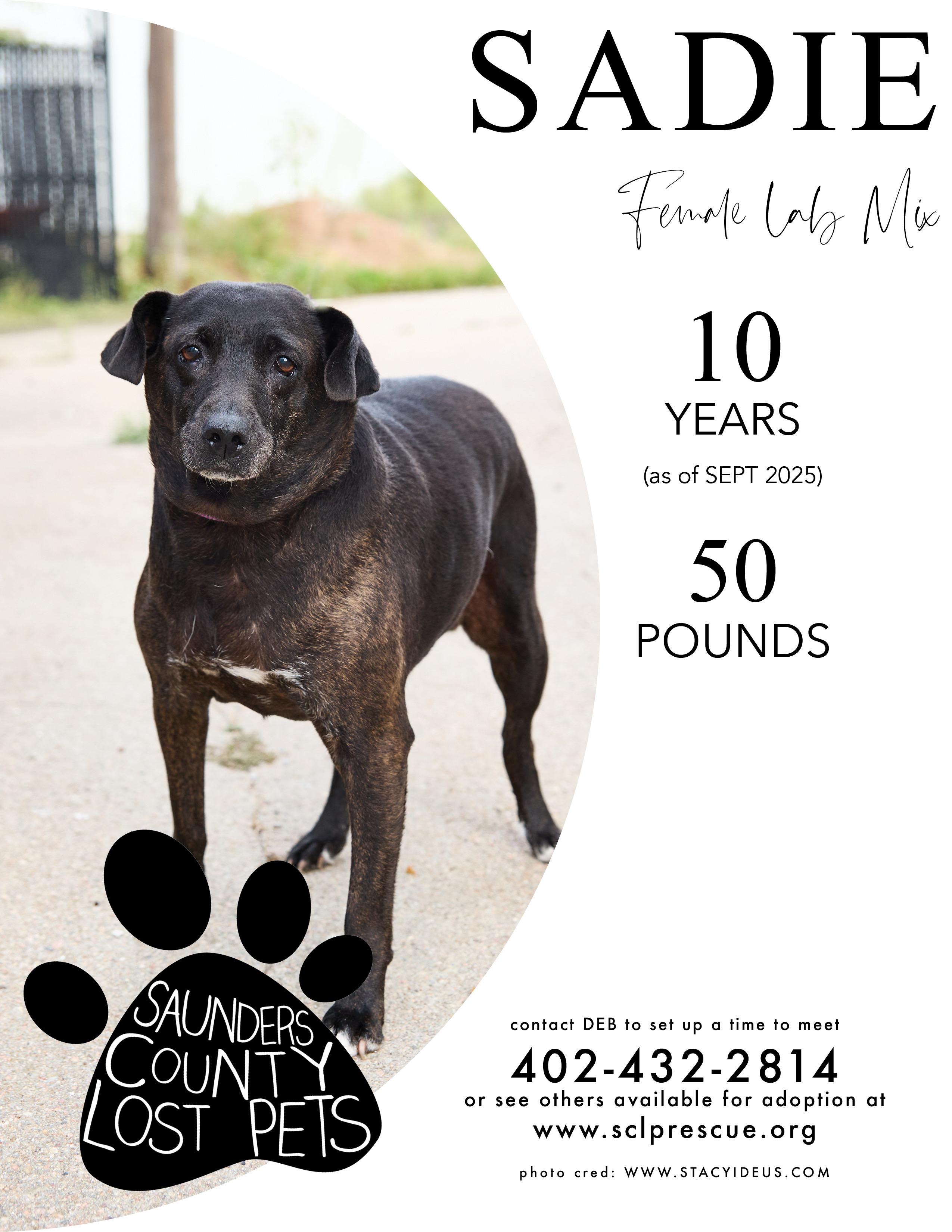 Sadie, Adoptable, Senior Female Black Labrador Retriever & Vizsla.