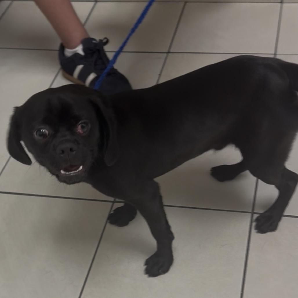 Johnny Cash, Adoptable, Young Male Pug & Mixed Breed.