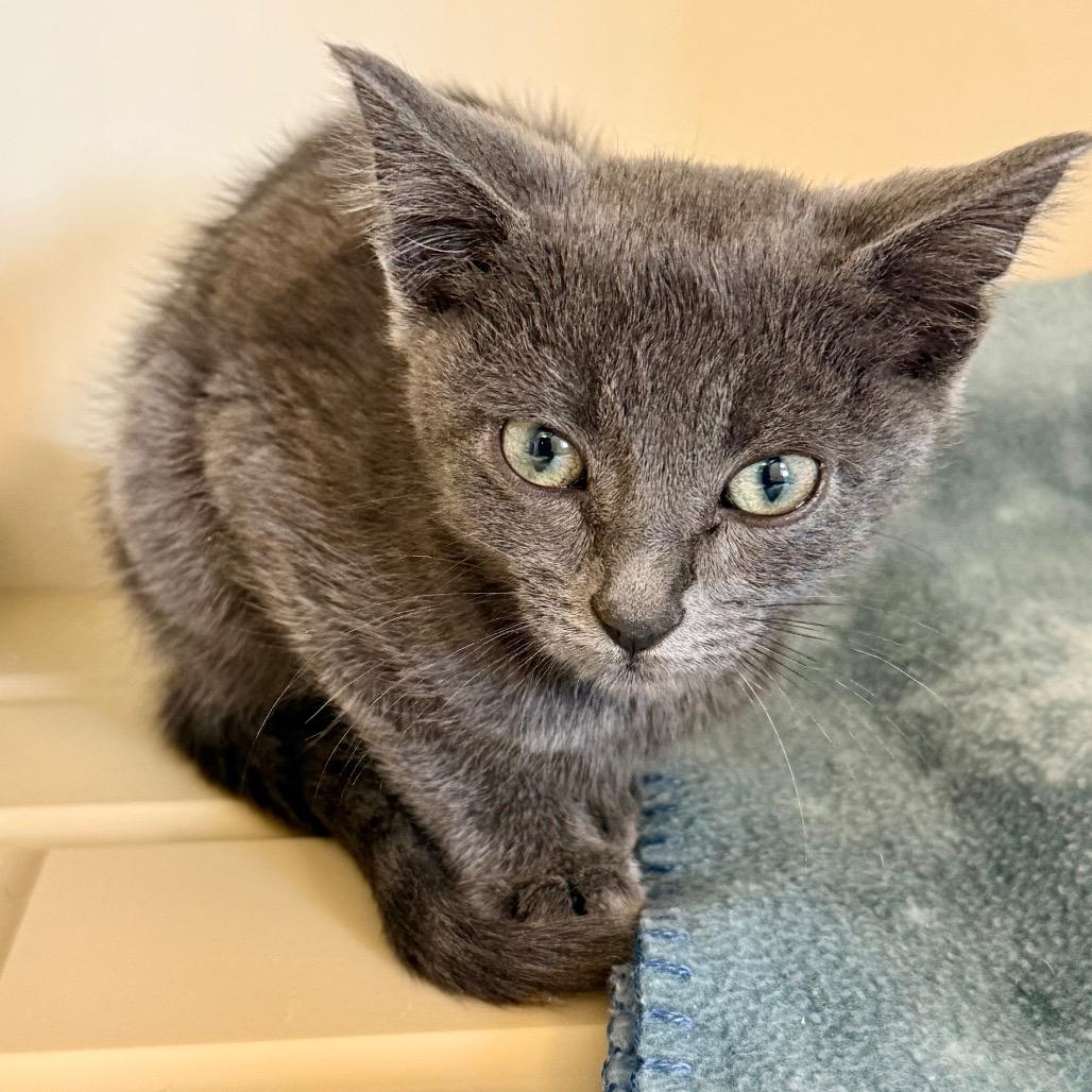 Enlarge Spite, a Adoptable Domestic Short Hair in Cody, WY image 1/2