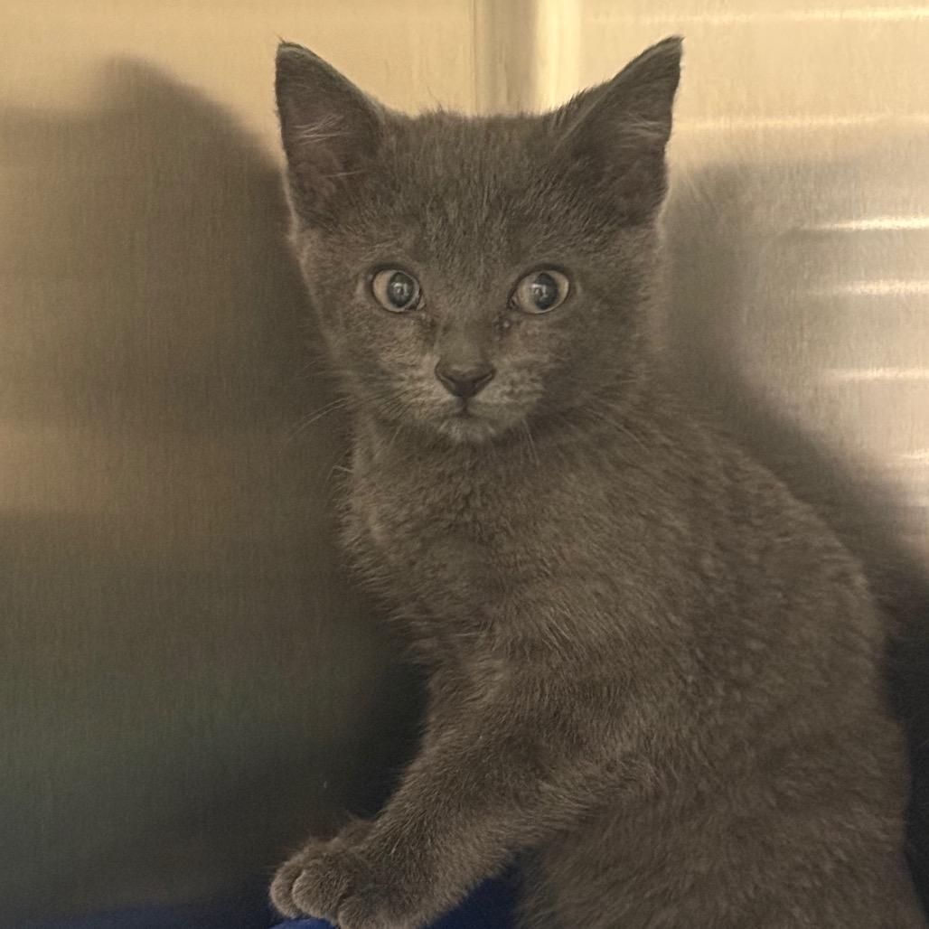 Enlarge Spite, a Adoptable Domestic Short Hair in Cody, WY image 2/2