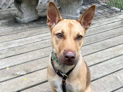 Walnut, an adopted Mixed Breed in Georgetown, TX_image-1
