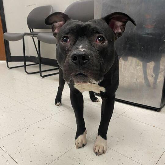 Enlarge It's A Rock, a Adoptable Mixed Breed in Davenport, IA image 1/6