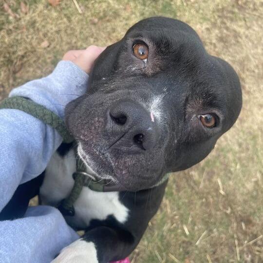 Enlarge It's A Rock, a Adoptable Mixed Breed in Davenport, IA image 3/6